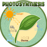 Photosynthesis : Basic Version