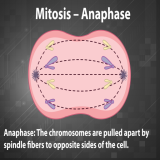 Process of Mitosis – a simulation!